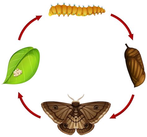 Free Vector Diagram Showing Life Cycle Of Moth