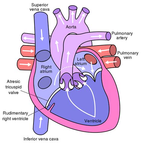 Lungs Clipart Pulmonary Circulation Lungs Pulmonary Circulation