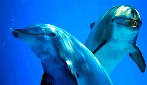 Delfin Características Alimentación Hábitat Y Esperanza De Vida