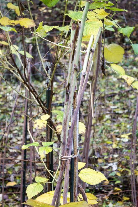 How To Prune Raspberries Growing Raspberries How To Prune