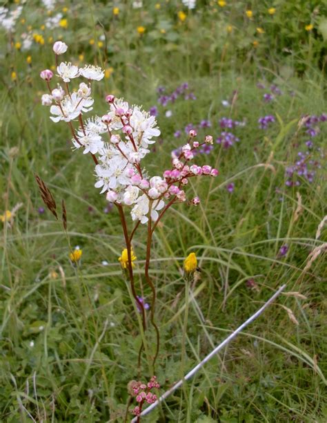 Dropwort Filipendula Vulgaris Martin © Stefan Czapski Geograph