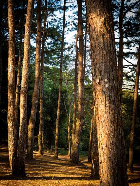Pinus Kesiya Forest In Thailand Stock Image Image Of Pine Atmosphere