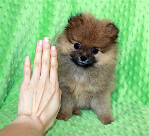Pictures Of Pomerian Puppies Pomeranian Dog Breed Pom Puppy Facts