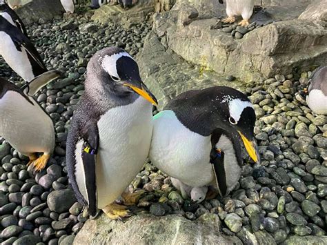 Photos Two Male Penguins Successfully Incubate Foster Chick At
