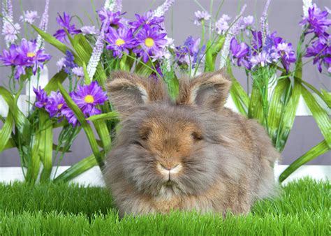 Fuzzy Bunny In The Garden Photograph By Sheila Fitzgerald Pixels