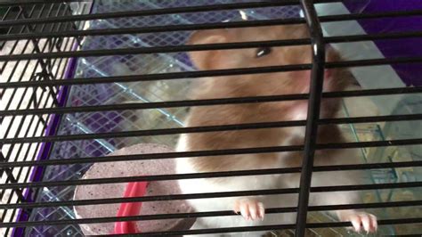 My Syrian Hamster Playing In Her Cage Youtube