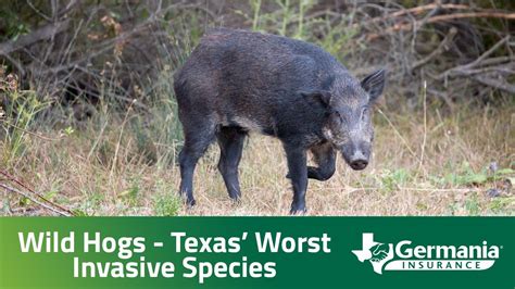 Wild Hogs Texas Worst Invasive Species Youtube