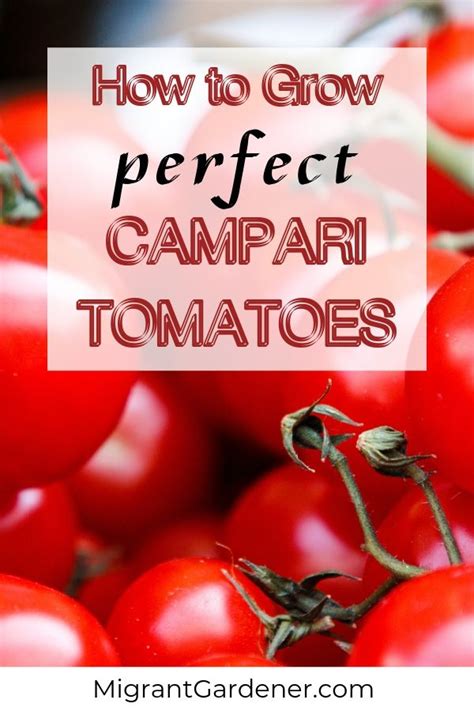 How To Grow Campari Tomato Plants Campari Backyard Vegetable Gardens