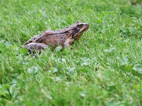 Frog Free Stock Photo Public Domain Pictures