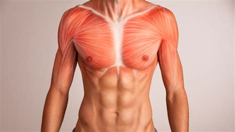 Torn Pectoral Muscle Recovery Time Speed Healing Preventing Reinjury