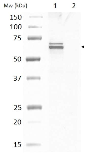 Anti Gad65 Gad67 Antibody Ab11070 Abcam