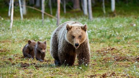 Mother Brown Bear And Her Cubs Stock Image Image Of Brown Cute 72515679