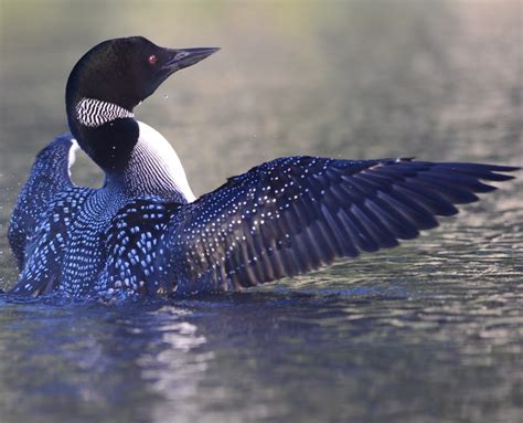 Common Loon Plumage and Appearance - Loon Preservation Committee