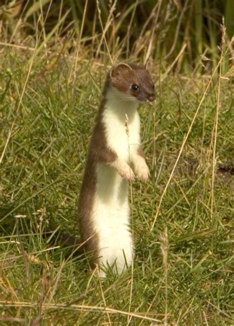 Stoat Ermine Short Tailed Weasel Wildlife In India