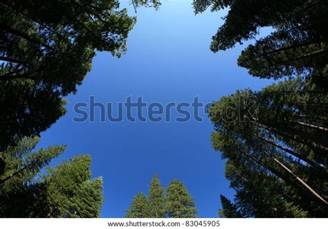 Looking Into Blue Sky Through Forest Stock Photo Edit Now 83045905