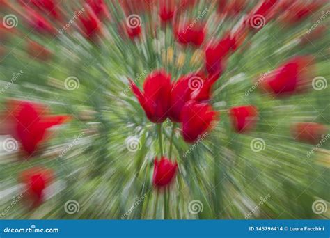 Abstract Motion Blur Of Flowers Tulips Stock Photo Image Of Bright