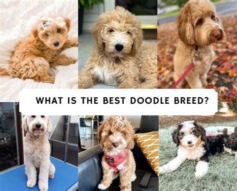Meet The Cutest Doodle Dogs That Will Melt Your Heart