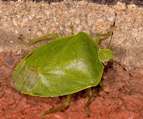Maryland Biodiversity Project Green Stink Bug Chinavia Hilaris