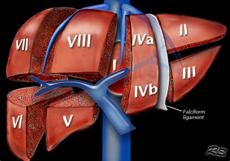 The Radiology Assistant Liver Segmental Anatomy