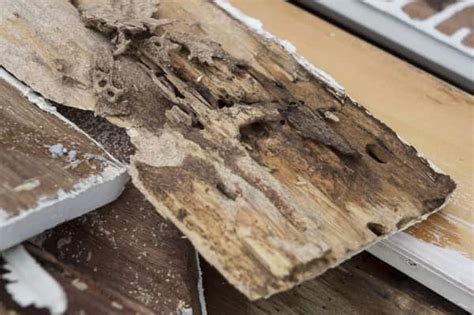 Termite Damage To Hardwood Floors
