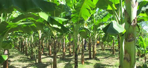 How To Start Plantain And Banana Farming In Nigeria Detail Guide
