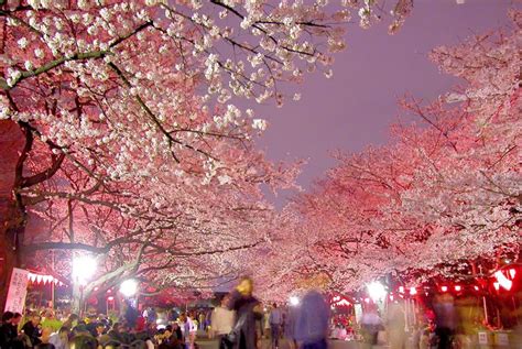 Springtime in april in tokyo, japan. 5 Best Places to See Night Cherry Blossoms in Tokyo 2019