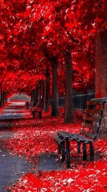 Red Landscape Beautiful Nature Wallpaper Autumn Scenery Beautiful