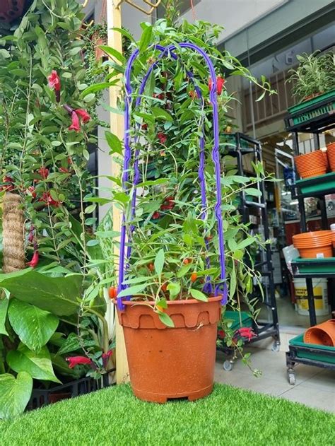 Growing Goji Berries How To Grow Goji Berries Balcony Garden Web