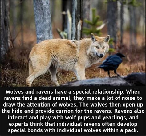 Thanks I Love The Raven And Wolf Relationship Rtili