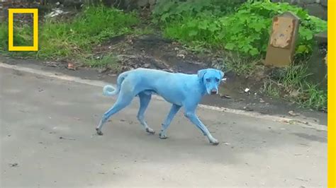 Blue Dogs Spotted In India—whats Causing It National Geographic