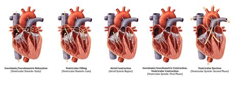 Heart Contraction Cycle On Scad Portfolios
