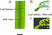 Phenotypic characteristics of rice mid-veins and leaf laminae. a The ...