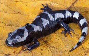 The Marbled Salamander Image Courtesy Of The North Carolina
