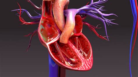 Circulatory Anatomy 3d Obj