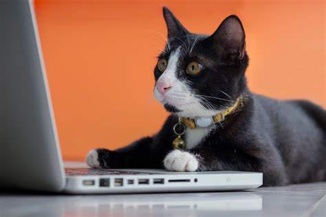 Funny Photos Of Cats “working From Home” Readers Digest Canada