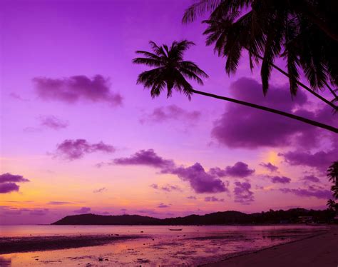 Tropical Paradise Beach Palms Sea Ocean Sunset Purple Palm