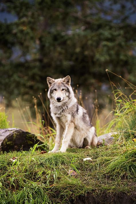 Grey Wolf Canis Lupus Pup Roams It S Photograph By Doug Lindstrand