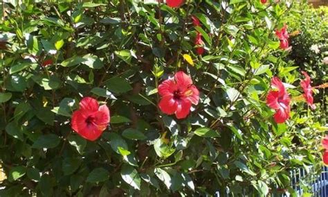 Salsa Qomariyyah Kembang Sepatu Hibiscus Rosa Sinensis L