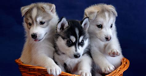 Princess To Welcome Sled Dog Puppies On Its Alaska Cruises Debut New
