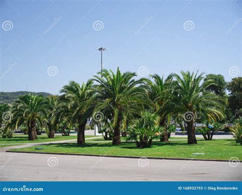 Palm Trees In The Park Of Adler City Russia Stock Image Image Of