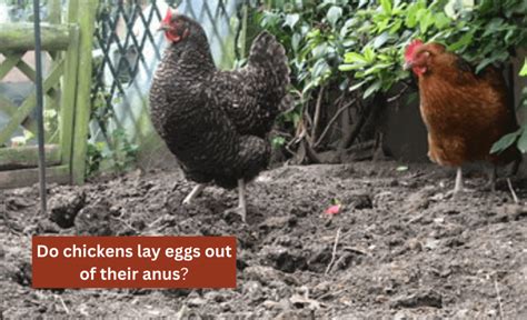 do chickens lay eggs out of their anus sterling springs chicken