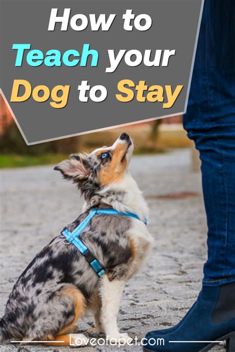 How To Teach Your Dog To Stay A Simple Step By Step Guide Love Of A