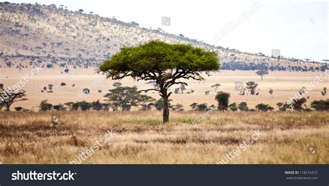 Acacia Trees On African Savanna Serengeti Stock Photo 118516372