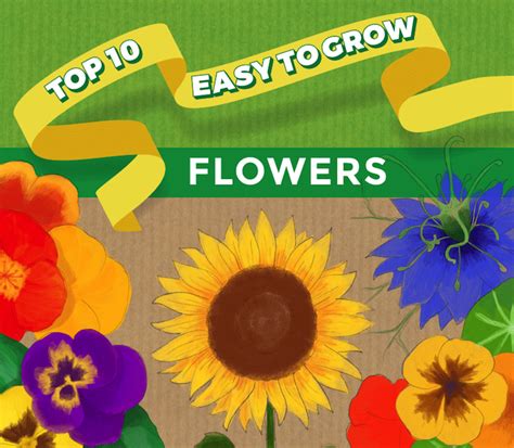 Top 10 Easy To Grow Flowers And Seeds Thompson And Morgan