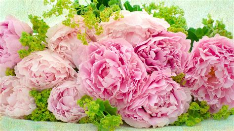 Pink Peonies Wallpapers Hd Wallpapers Id 20036