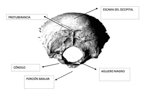 Radiolog A E Imagen Para El Diagn Stico Anatom A Radiol Gica Cr Neo