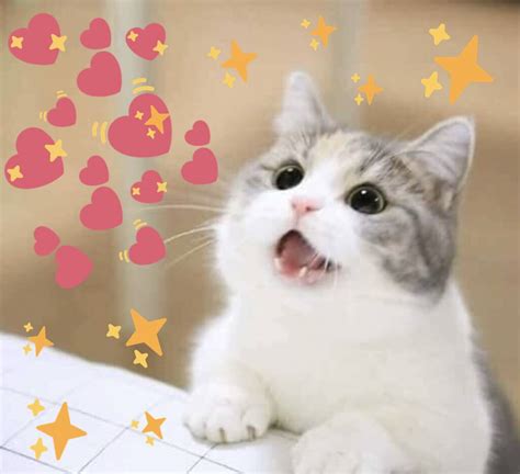 Cat Heart Memes در توییتر A Pure And Wholesome Heart Meme To Get You