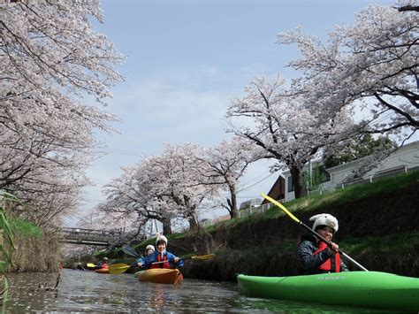 Us Kayak Cherry Blossom Viewing Canoeing 2019