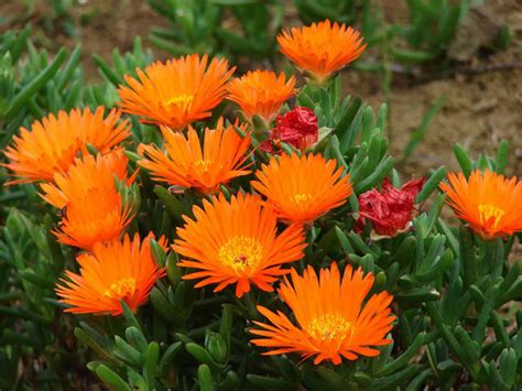 Lampranthus Aurantiacus Orange Ice Plant World Of Succulents