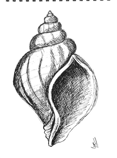 Pen Drawing Of A Shell Art Drawings Simple Art Drawings Sketches